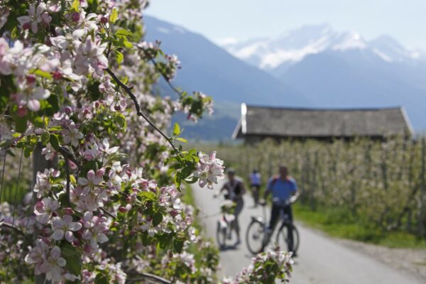 Biken in Südtirol - Rundfahrt durch Lana bei Meran durch die Apfelblüte direkt ab dem Bike Hotel Pfeiss in den Obstwiesen von Lana